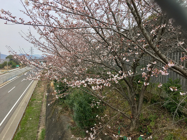 写真: ようやく咲き始めた、中央道沿いの桜（2017年4月5日） - 1