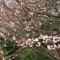 写真: ようやく咲き始めた、中央道沿いの桜（2017年4月5日） - 5