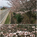 写真: ようやく咲き始めた、中央道沿いの桜（2017年4月5日） - 6
