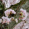 満開だった坂下神社の桜（2017年4月10日） - 5