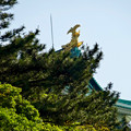 写真: 名城公園から見上げた名古屋城天守閣 - 2：金シャチ
