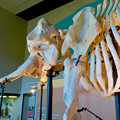 東山動植物園 動物開館：アフリカ象の骨格標本 - 4