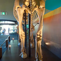 東山動植物園 動物開館：アフリカ象の骨格標本 - 7