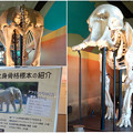 写真: 東山動植物園 動物開館：アフリカ象の骨格標本 - 9