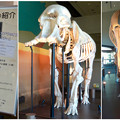 東山動植物園 動物開館：アフリカ象の骨格標本 - 10