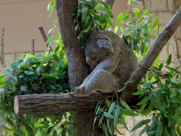 写真: 東山動植物園：寝ているコアラ - 1