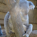 写真: 東山動植物園：寝ているコアラ - 2（よく見るとすごい姿勢で寝るコアラ）