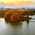写真: 落合公園 水の塔から見下ろした、夕暮れ時の紅葉した木々 - 1