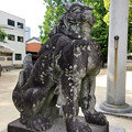 写真: 挙母神社 No - 54：ユーモラスな狛犬