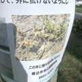 写真: 外来植物「メリケントキンソウ」の拡大に注意を促す張り紙 - 3