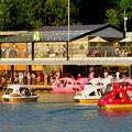 写真: 東山動植物園 2018年8月 No - 34：沢山の人がボートに乗っていた上池