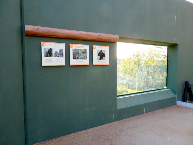 写真: 東山動植物園：新ゴリラ・チンパンジー舎 - 57（観察窓）