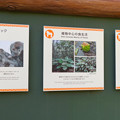 写真: 東山動植物園：新ゴリラ・チンパンジー舎 - 58（ゴリラの生態、ドラミングほか）
