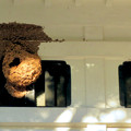 写真: 秋の定光寺 No - 11：お堂に付いてたでっかい蜂の巣