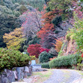 写真: 秋の定光寺（2018年11月18日） - 20：墓地入り口の紅葉した木々