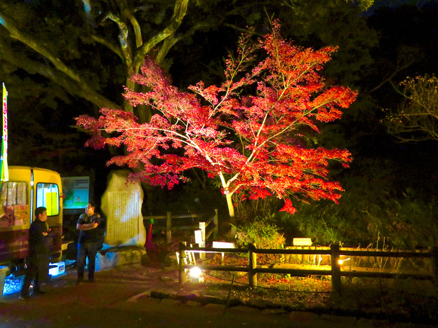 写真: 東山動植物園 紅葉ライトアップ 2018 No - 40