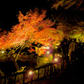 写真: 東山動植物園 紅葉ライトアップ 2018 No - 44