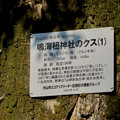 写真: 鳴海杻（なるみてがし）神社 - 13：巨大なクスの木