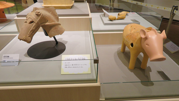 写真: しだみ古墳群ミュージアム「SHIDAMU（しだみゅー）」展示室 No- 43：小幡長塚古墳から出土した馬と猪形の埴輪