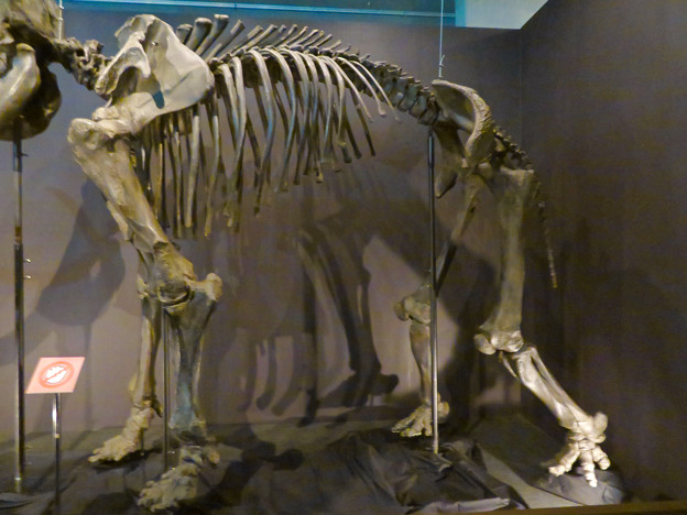 写真: 名古屋市科学館「絶滅動物研究所」展 No - 10：マンモスの骨格標本