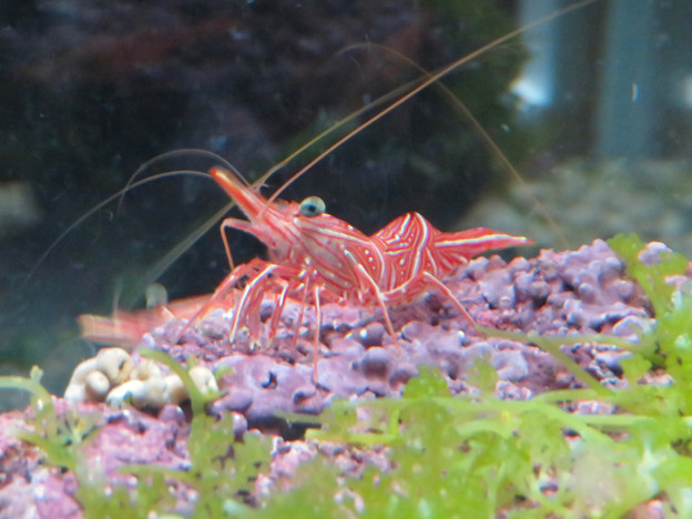 写真: 名古屋港水族館「カラフルコレクション 〜絢爛華麗な水の生き物たち」展 - 7：紅白のスザクサラサエビ