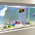 写真: 名古屋港水族館「カラフルコレクション 〜絢爛華麗な水の生き物たち」展 - 27