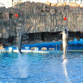 写真: 名古屋港水族館：シャッタースピード早くして撮ったイルカショー - 6