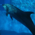 写真: 名古屋港水族館：泳ぐイルカの周りにある空気の粒 - 1