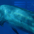 写真: 名古屋港水族館：泳ぐイルカの周りにある空気の粒 - 2