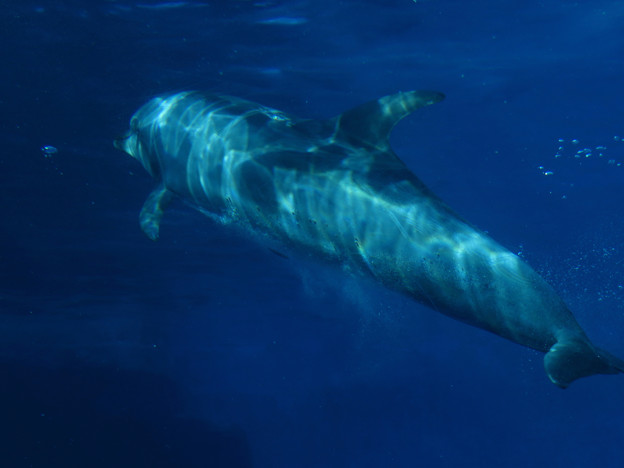 写真: 名古屋港水族館：泳ぐイルカの周りにある空気の粒 - 3
