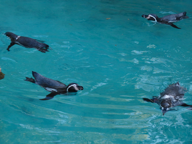 写真: この日はなぜか皆泳いでた、ペンギン舎のペンギン - 4