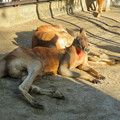 写真: 相変わらず野生を完全に失ってた（？）東山動植物園のアカカンガルー - 3