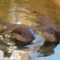 写真: 東山動植物園：水の中を泳ぐコツメカワウソの子供 - 4