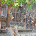 東山動植物園：隣の獣舎の飼育員さんを見るアクシスジカ - 2