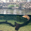 写真: アクア・トトぎふ No - 79：魚が泳ぐところで飼われてるシラサギ