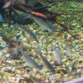 写真: アクア・トトぎふ No - 102：水底に落ちた餌を食べる長良川下流水槽の魚