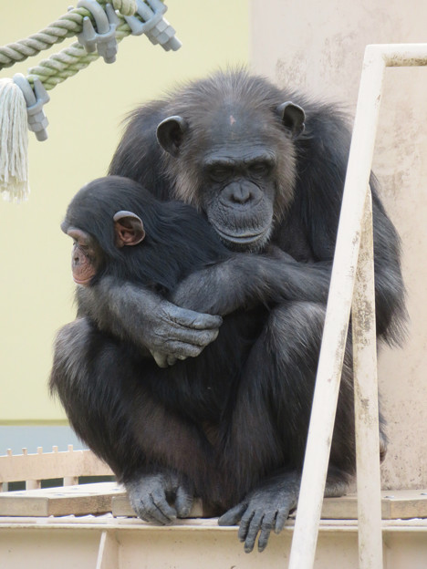 写真: 東山動植物園：珍しく外で遊んでたチンパンジー - 9