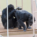 写真: 東山動植物園：珍しく外で遊んでたチンパンジー - 11