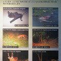 東山動植物園：名古屋市内にいる野生動物 - 3（様々な動物）