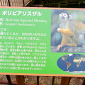 写真: 日本モンキーセンター「リスザルの森」- 8：ボリビアリスザルの説明