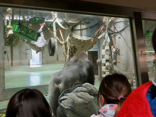 写真: 日本モンキーセンター：ゴリラの食事風景を見ている人たち - 3