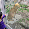 写真: 東山動植物園のライオン - 6