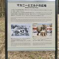 写真: 東山動植物園：旧アジアゾウ舎跡地に整備された「マカニーとエルドの広場」- 2