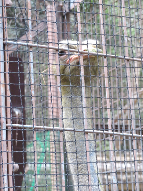 写真: 東山動植物園：ダチョウ - 3