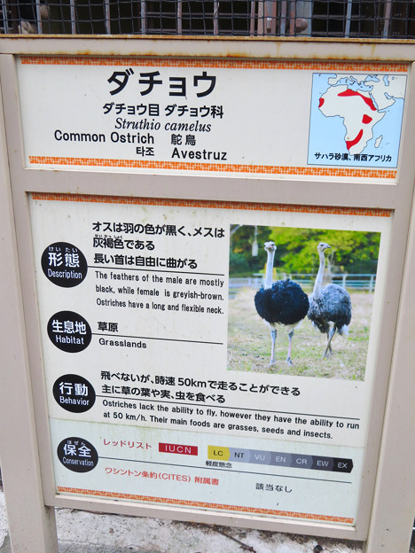 写真: 東山動植物園：ダチョウ - 5（説明）