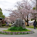 写真: 落合公園の桜（2020年3月29日） - 3