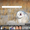 写真: Bingトップページにユーモラスなシロフクロウの写真！w