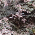 写真: 小さいヤドカリの様なクサカゲロウの幼虫？ - 23