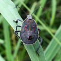 写真: 草むらにいたキマダラカメムシの幼虫 - 2