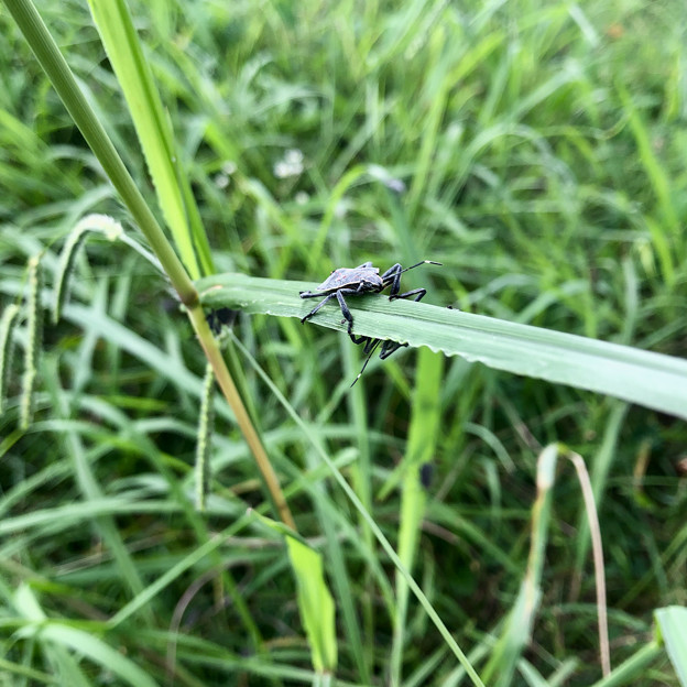 写真: 草むらにいたキマダラカメムシの幼虫 - 4